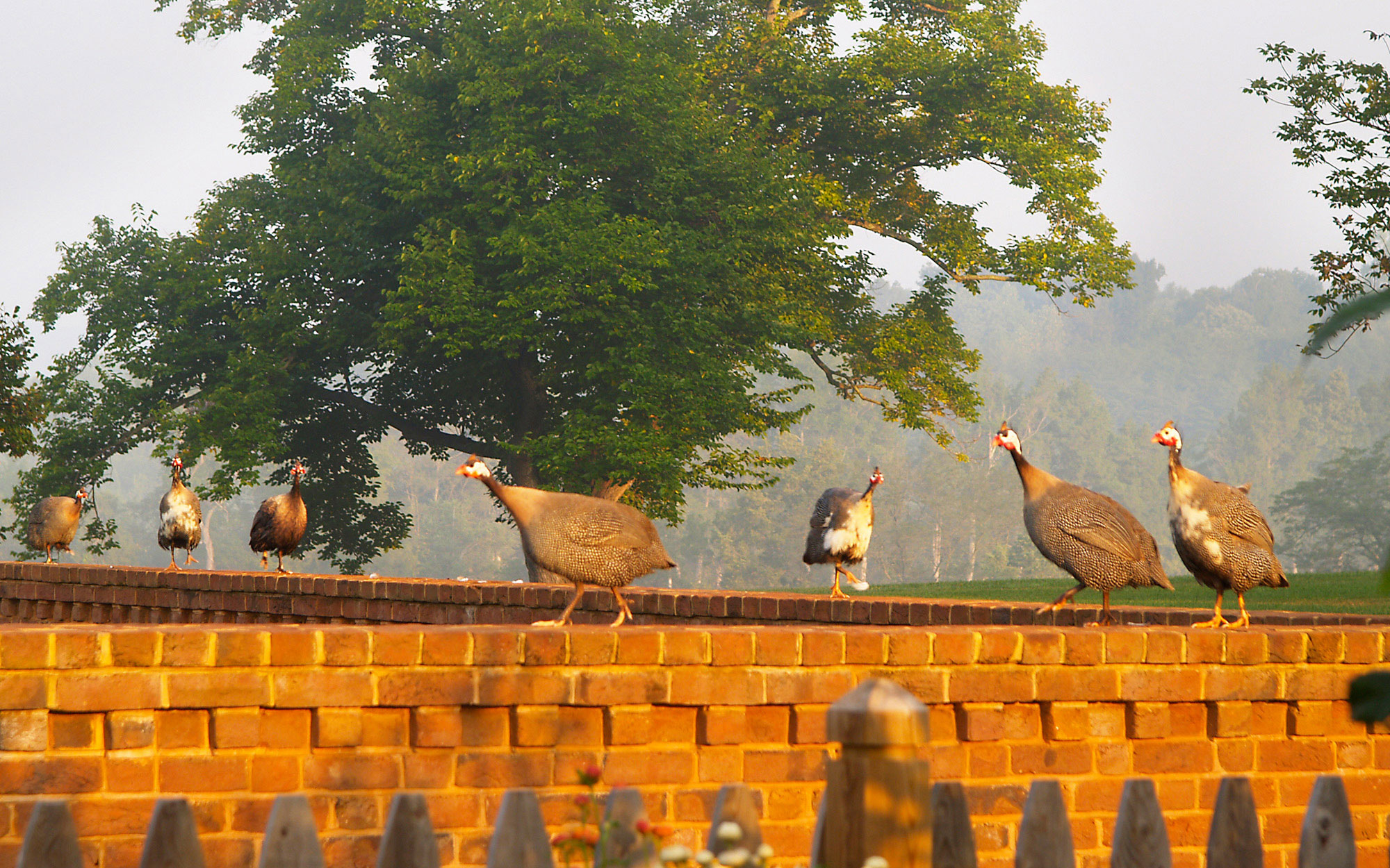Gardens and Greenhouses